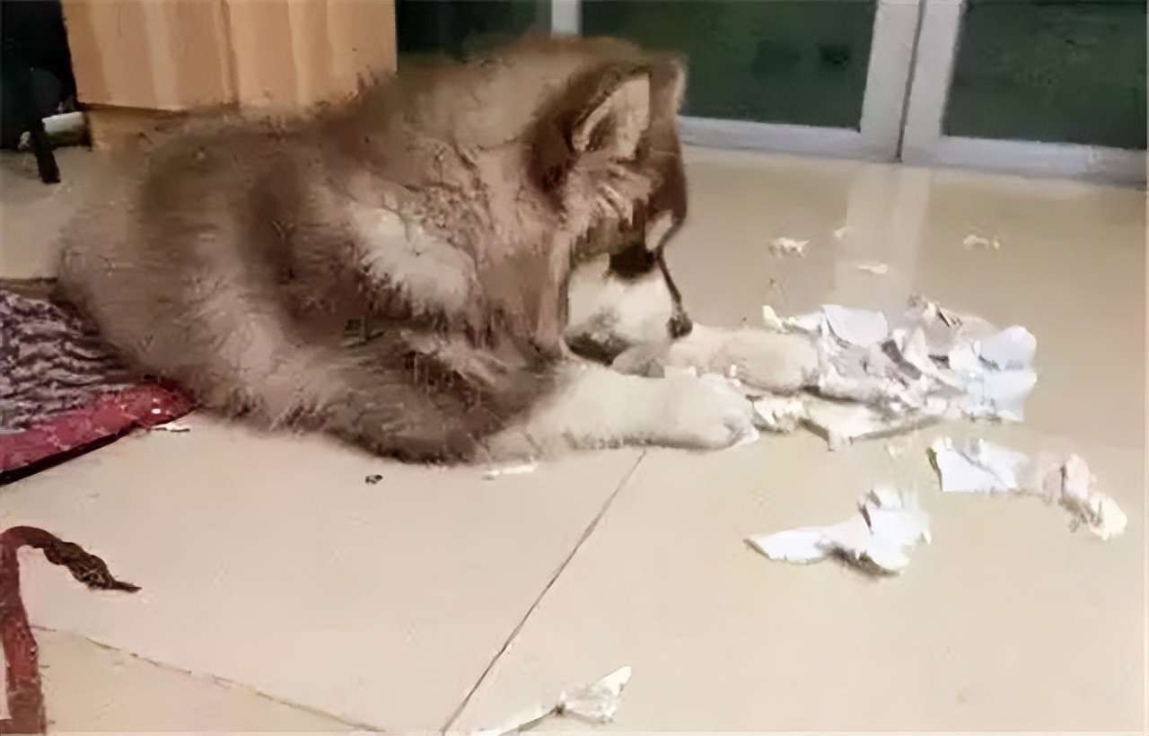 劝你不要养阿拉斯加！看完这几点你就知道为什么了