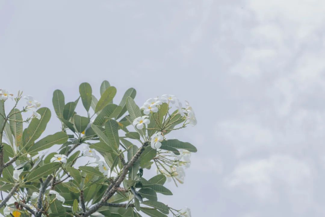 大数据推给想去泰国的朋友，万字长文玩转曼谷芭提雅