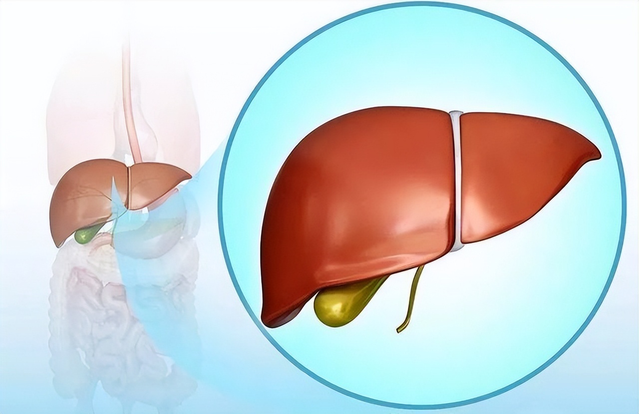 养肝护肝的药物和食物,养肝护肝的食物胡萝卜