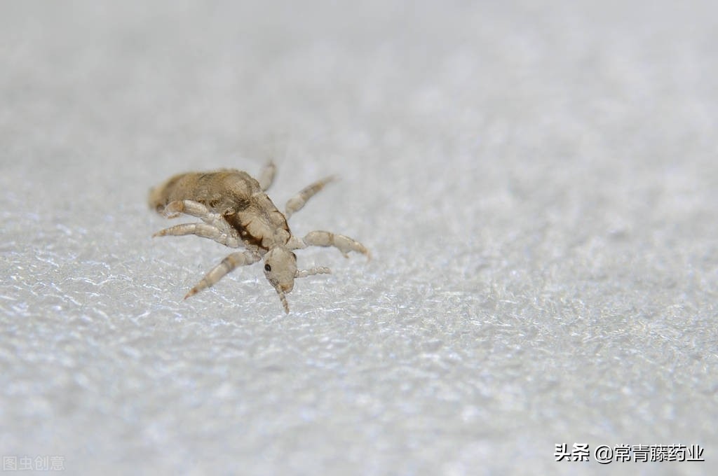 阴虱头虱和体虱有什么区别呢,阴虱体虱头虱不是一个品种吗