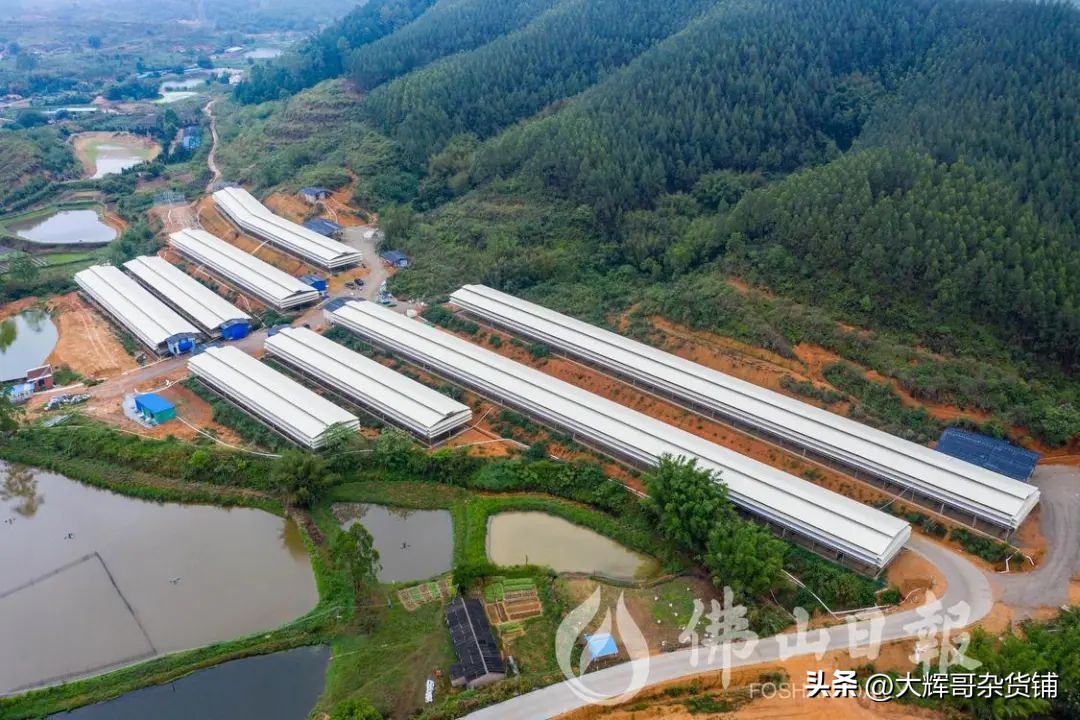 年入12.5亿！海鹏公司摘牌高明明城58亩工业用地主打三洲黑鹅！