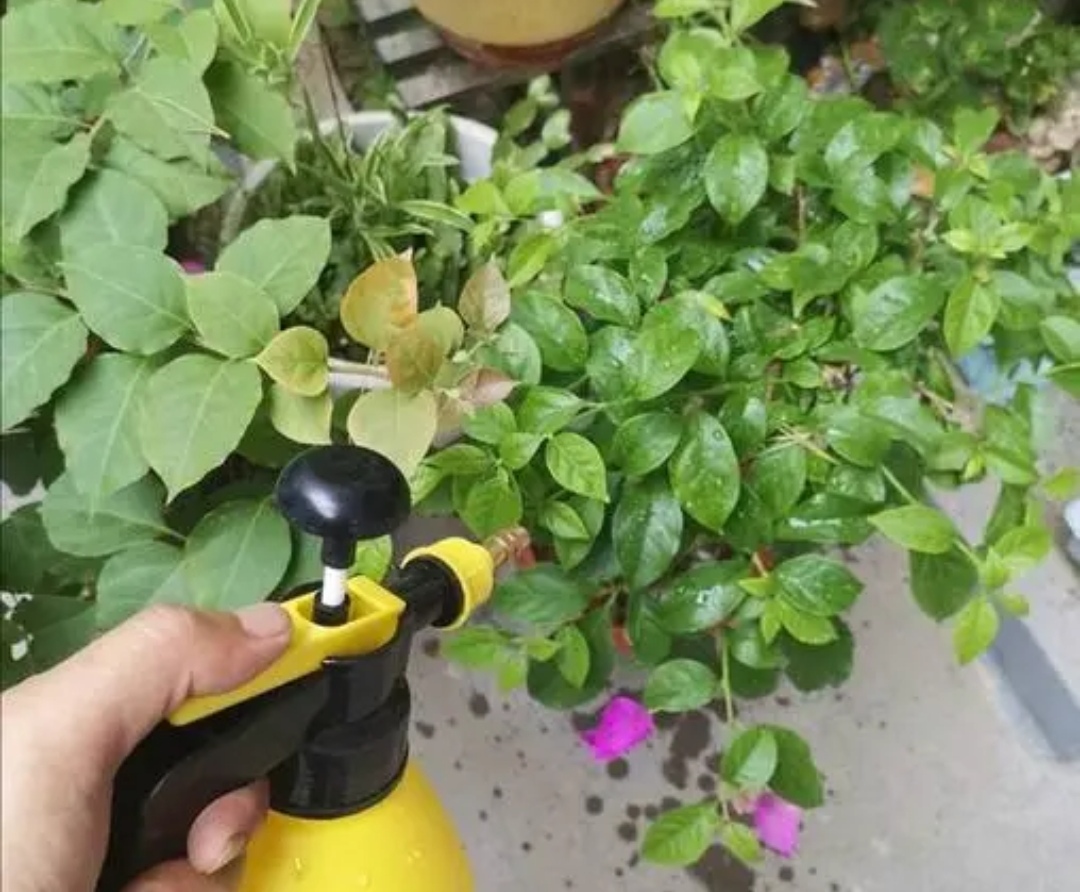 冬季养花别瞎养,冬季养花浇水的最佳时间