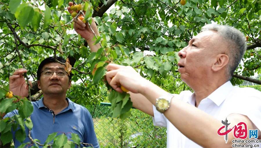 “藏粮于地藏粮于技藏粮于民”的乡镇探索