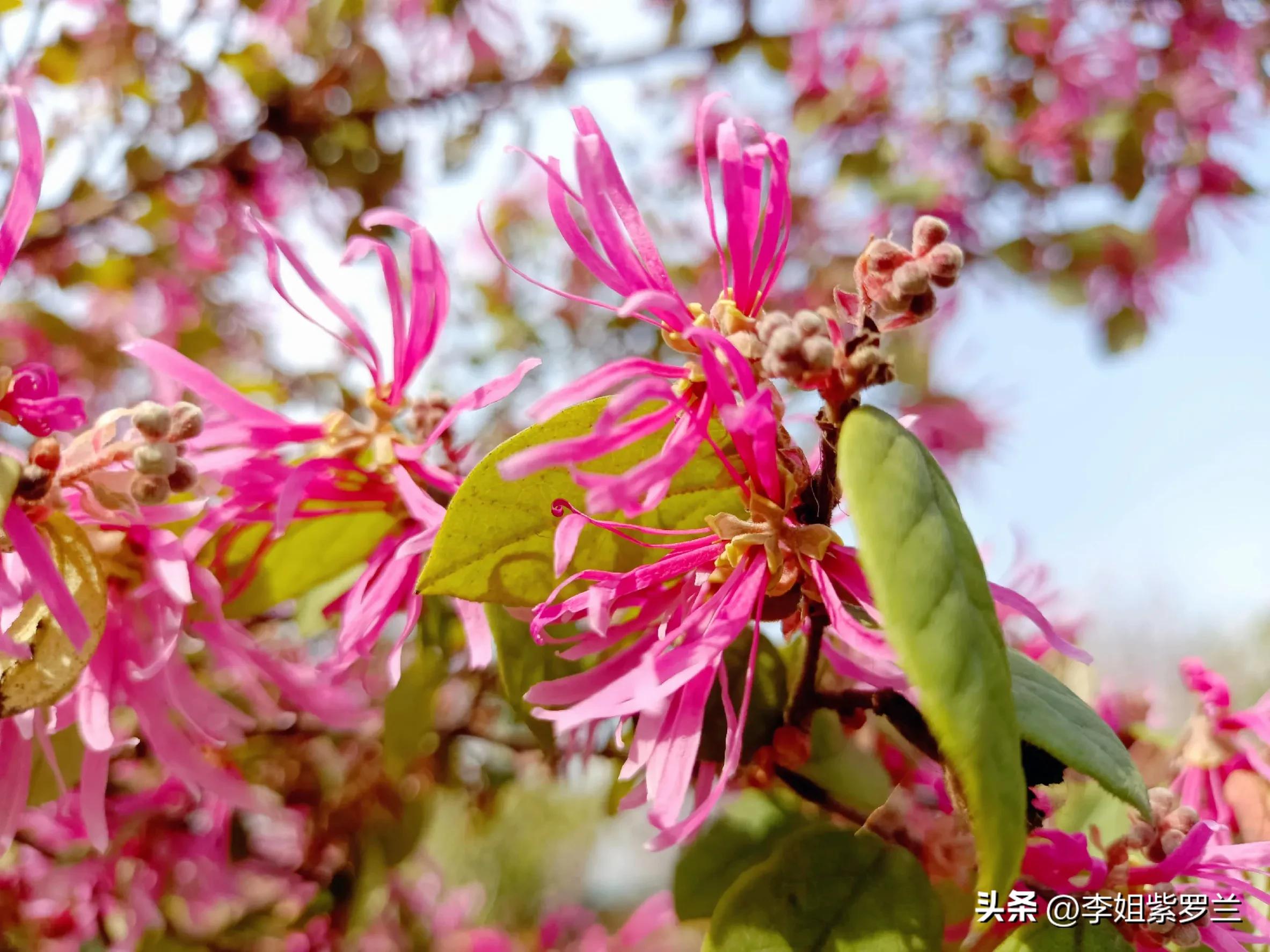 红花檵木和红花继木是一个品种吗,红花檵木和白花檵木