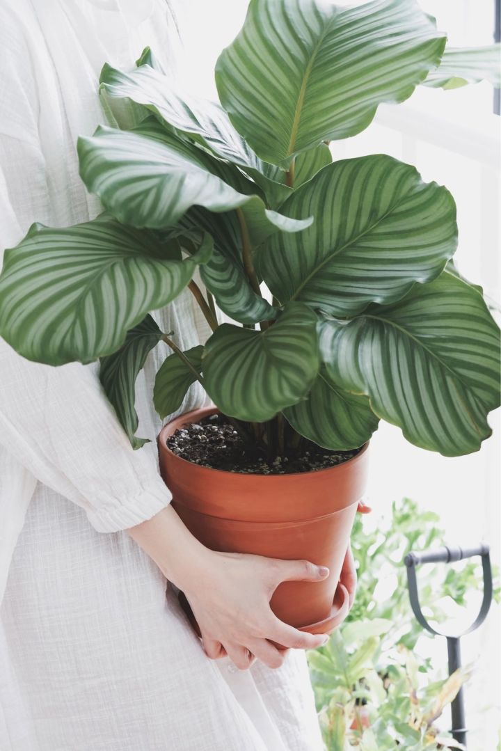 手残党也能养活的10种绿植,十种大家都在养易存活绿植