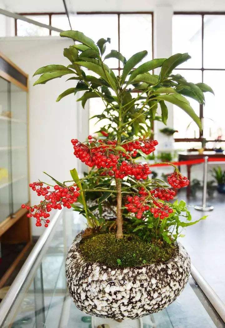 养在家里富贵花有哪些品种,盆栽富贵花怎么种植最好