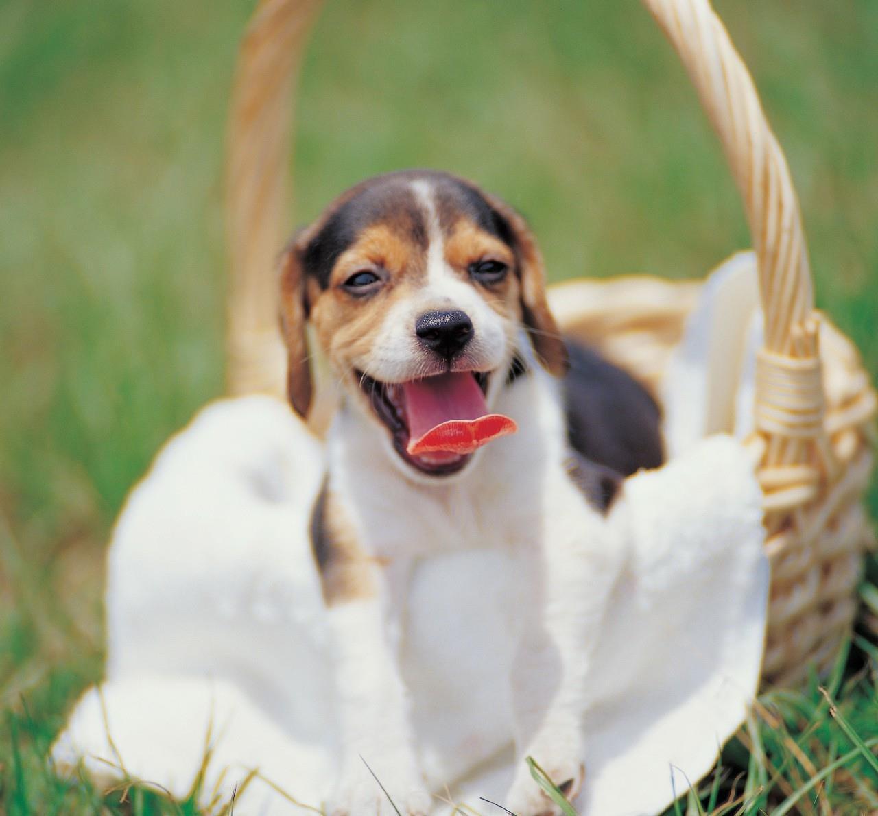 狗狗舌头的秘密居然有7个,狗狗的舌头为什么是黑的