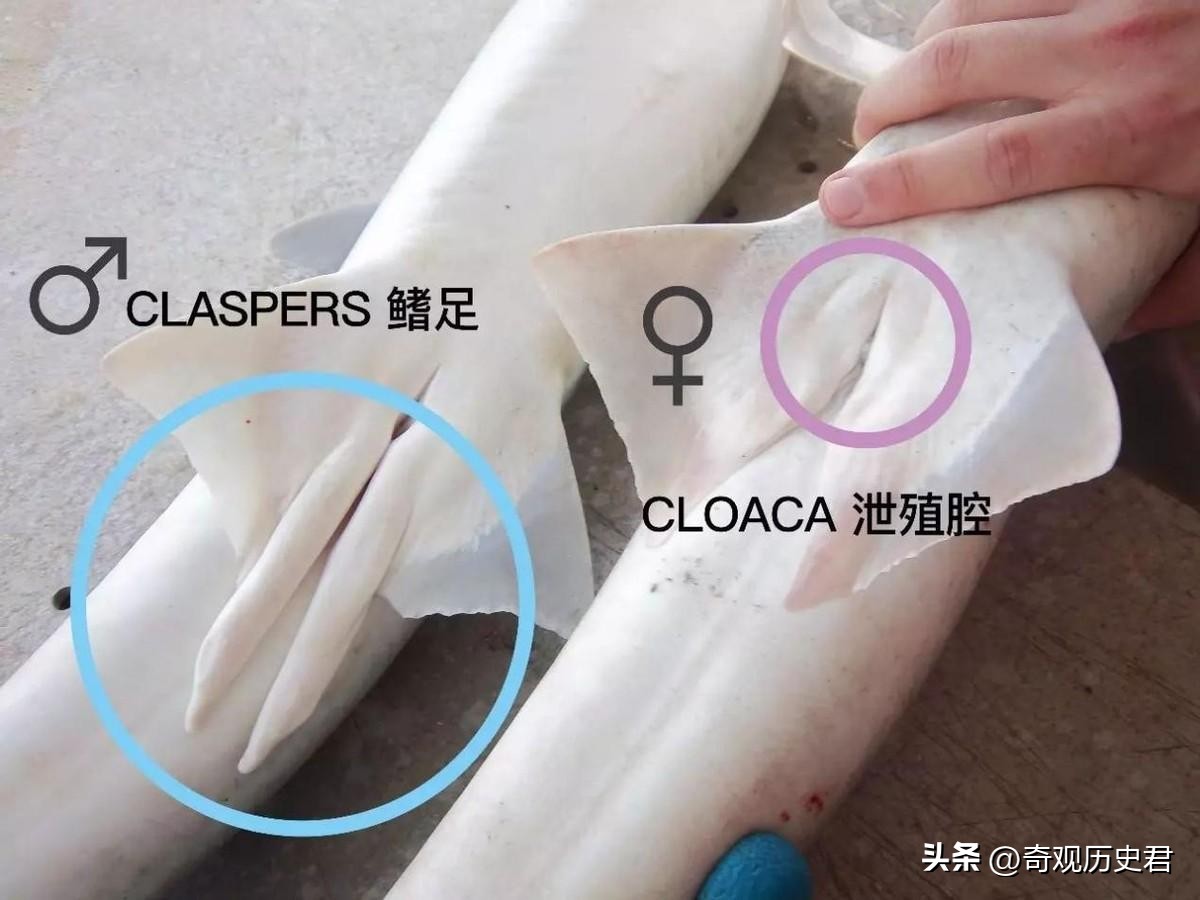 雄性动物进化器官,雄性生物生殖进化