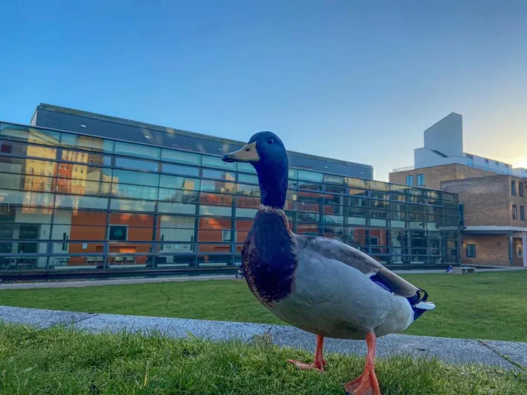 兰卡斯特大学合作院校,兰卡斯特大学北卡大学