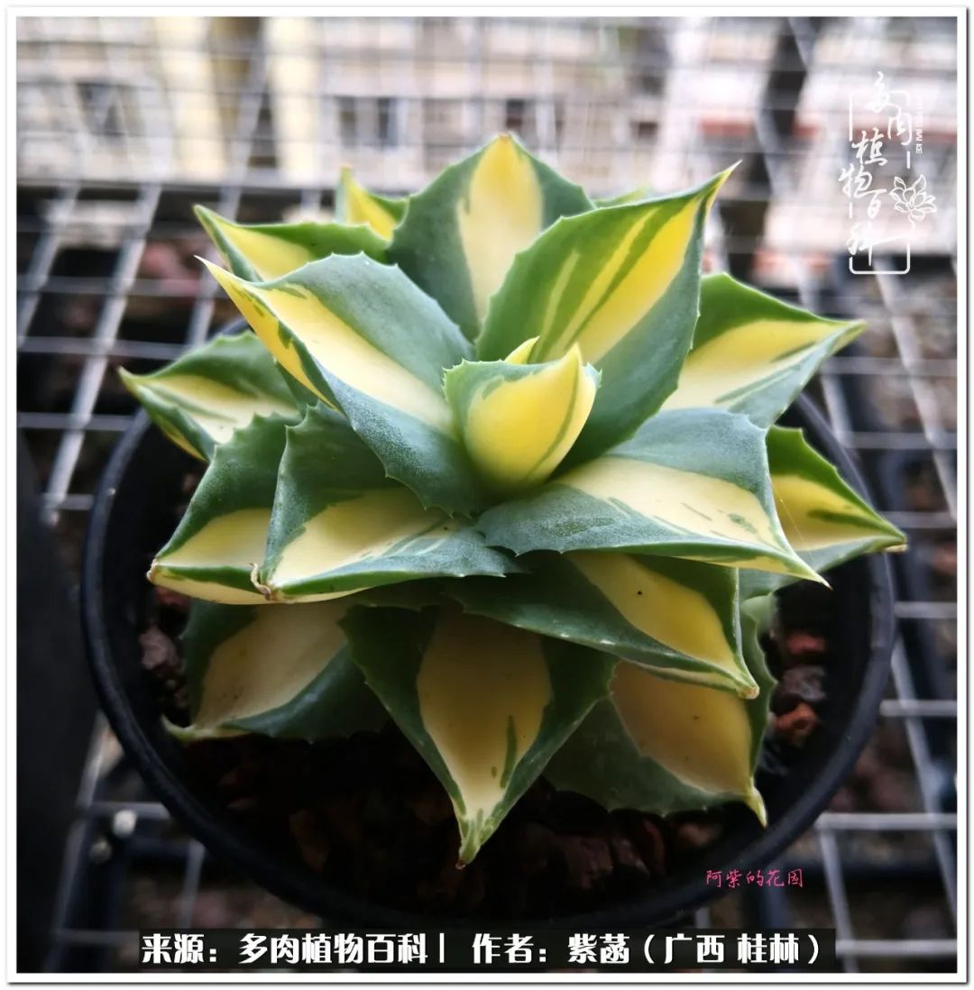 酷暑里的关爱，如十二卷般透亮绵长