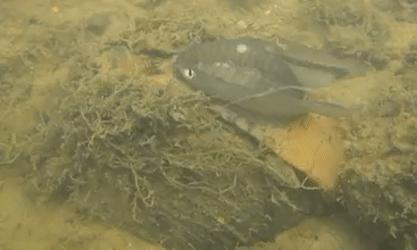 螺蛳和河蚌什么时候最好吃,螺蛳和河蚌哪个更好吃些