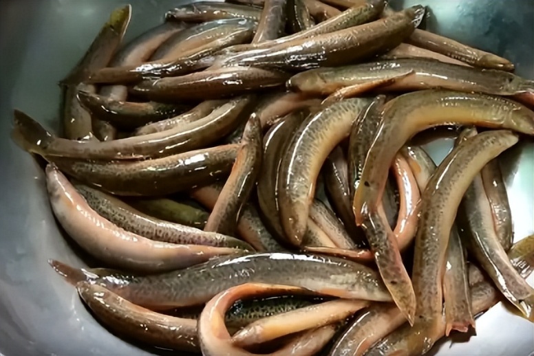 正在逐渐消失的6种河鲜,正在逐渐消失的五种河鲜