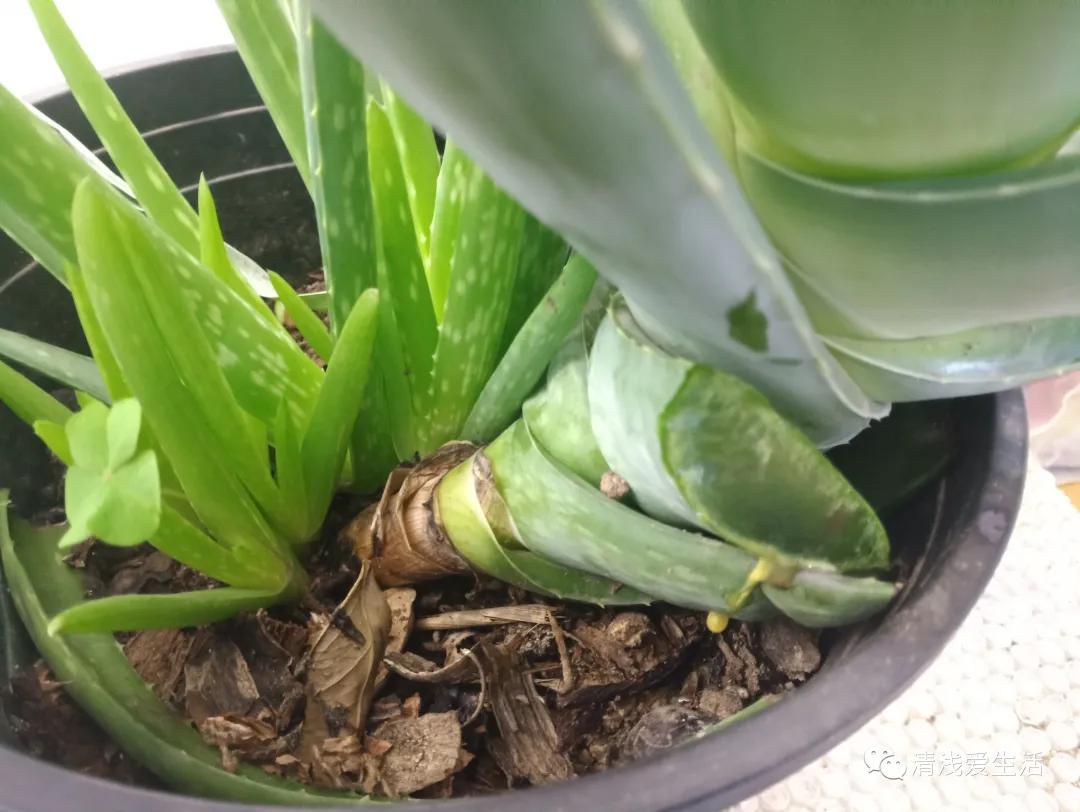 芦荟的正确护肤方法晒后修复,有关植物芦荟的神奇知识