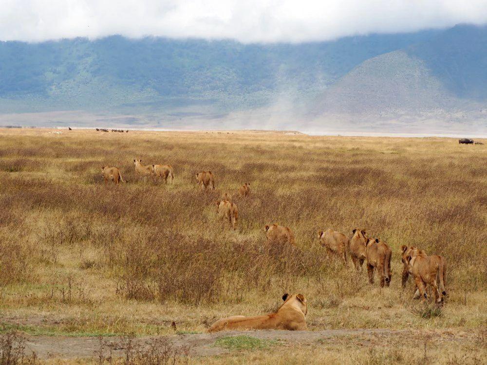 高加索野牛为什么会灭绝,高加索野牛为什么灭绝
