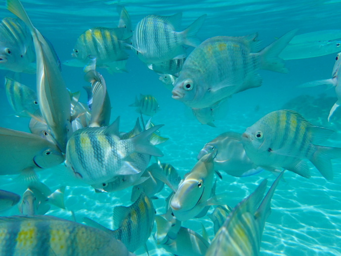 美维尔京群岛,美属维尔京群岛加勒比海