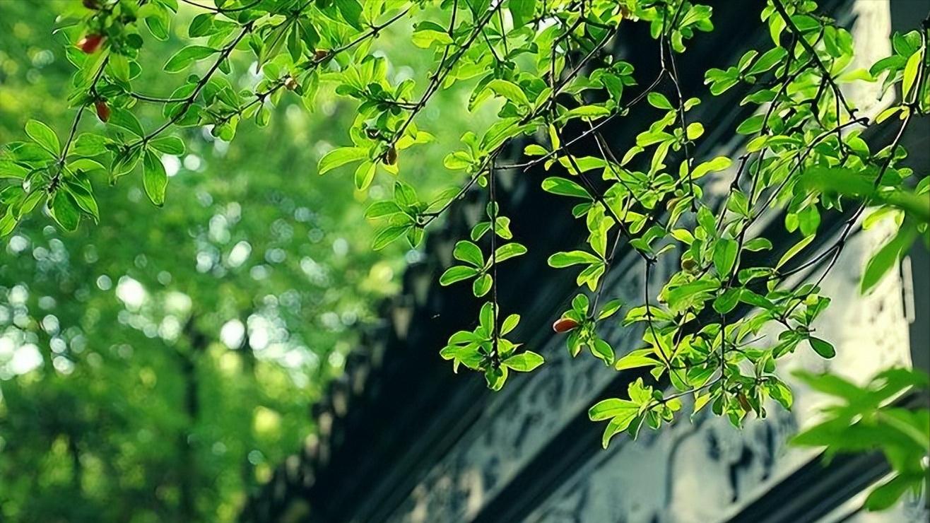 宋朝七言绝句大全,晴日暖风绿阴幽草胜花时什么意思