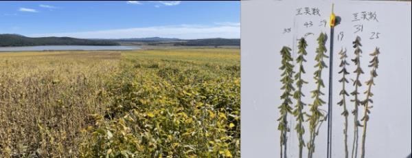 沃滴滴生物液态肥在玉米、马铃薯主产区多地刷新高产记录