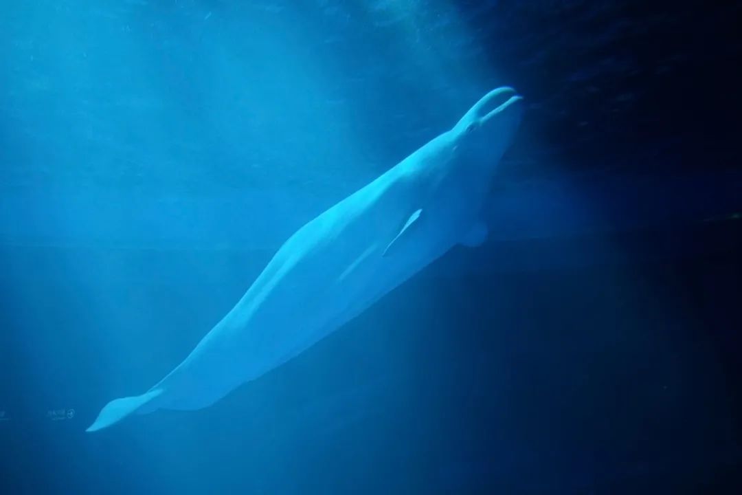 海昌游玩路线攻略,海昌门票攻略