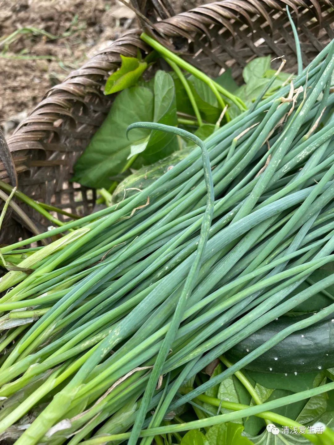 四季小葱种植需要移植吗,四季小葱室内种植