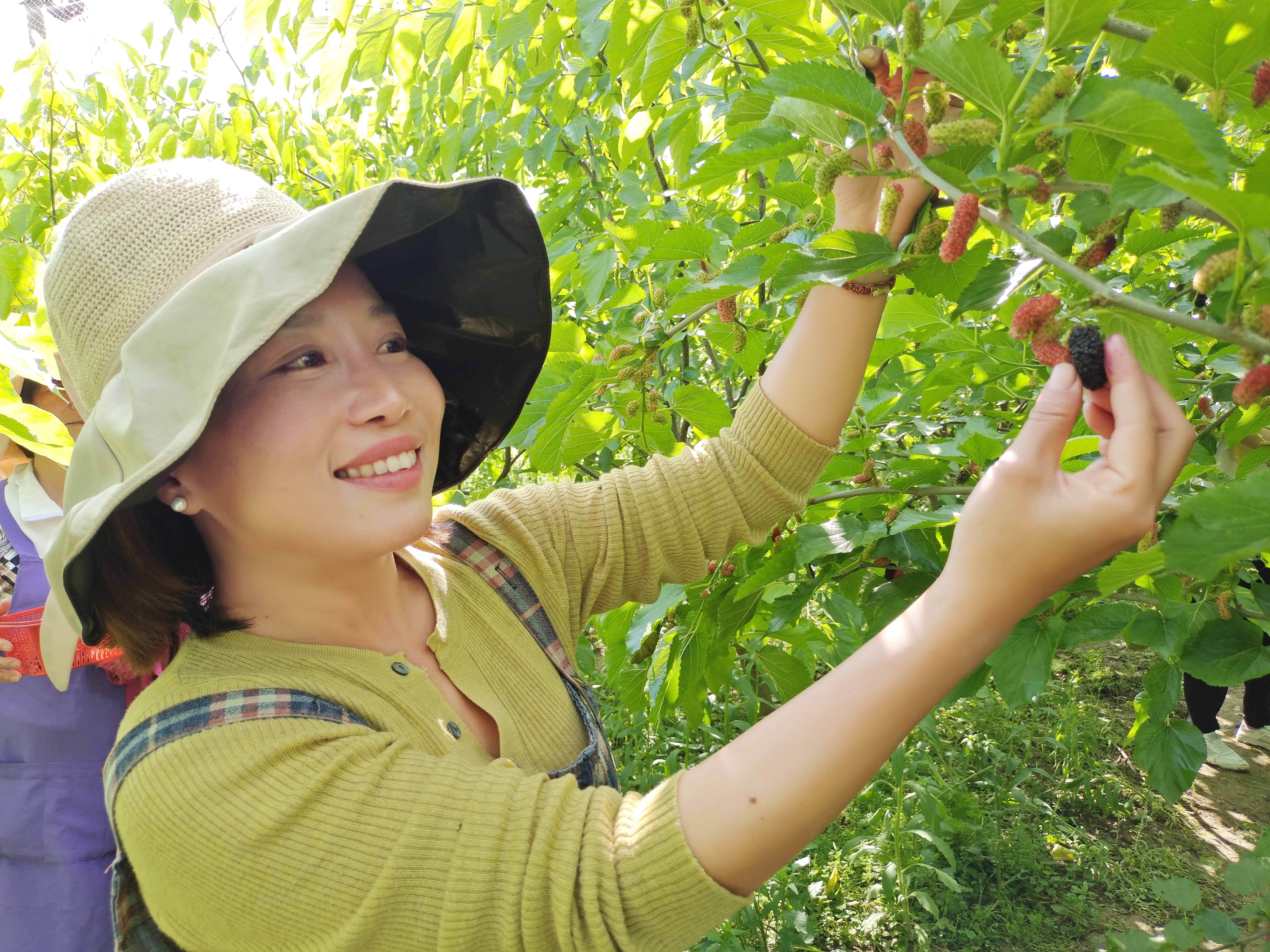 香草花田采摘,香草花田景区门票
