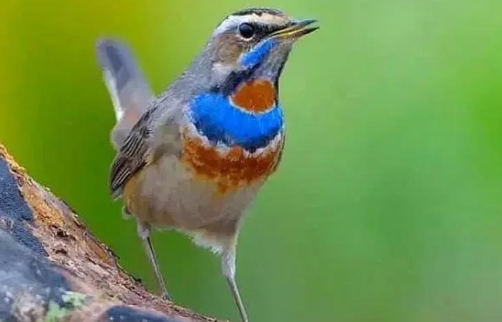 养哪种鸟可以赚钱,现在养什么鸟最赚钱还能繁殖