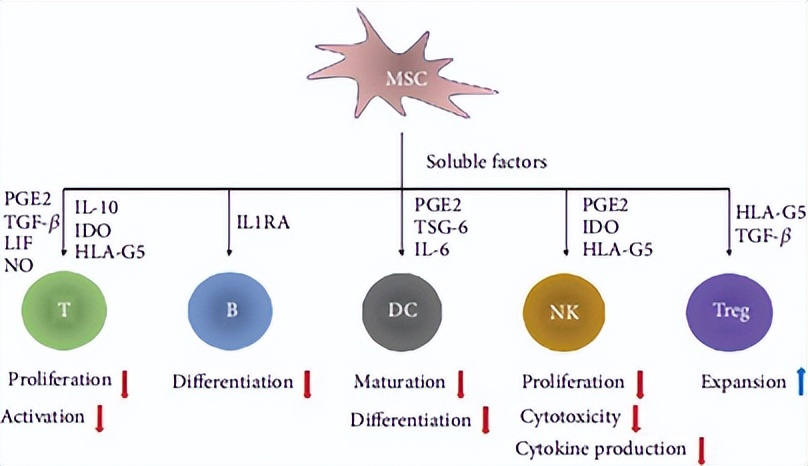 干细胞能治过敏性鼻炎吗,间充质干细胞治疗鼻炎价格