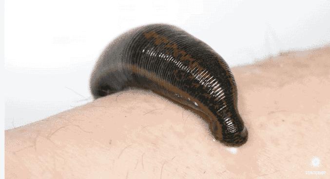 夏日带孩子户外活动当心这种虫,暑期带娃小心毒虫