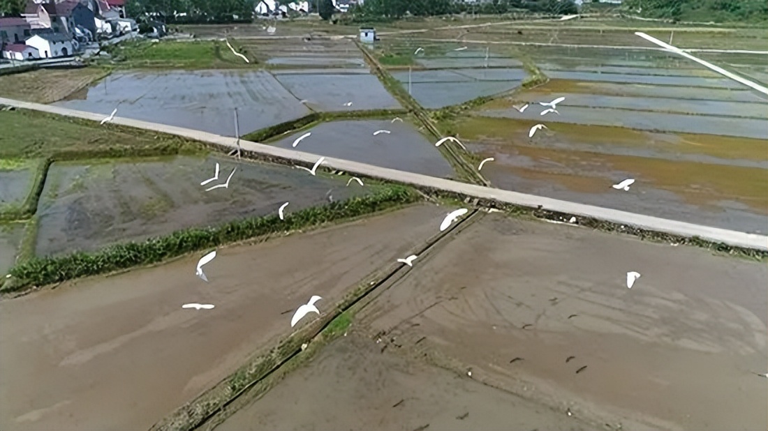 “开秧门”与“关秧门”有什么区别？当年的插秧能手有多吃香？