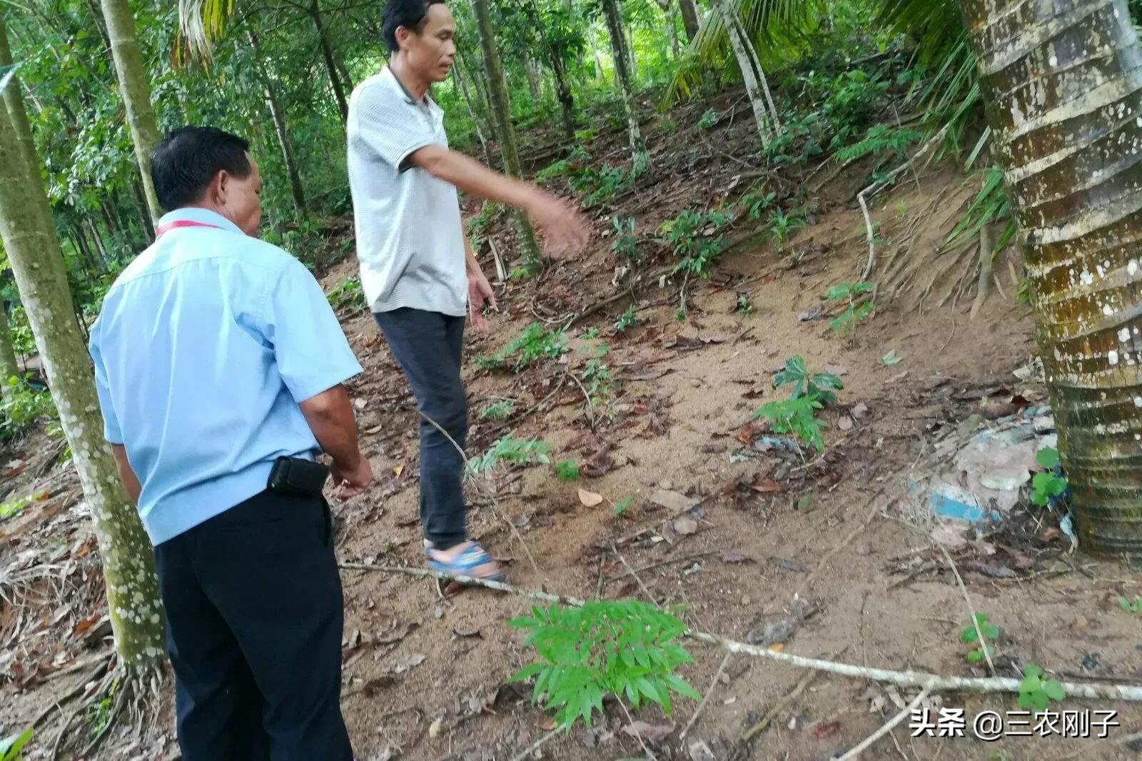 农村邻居紧挨地边种树怎么办,农村路边种树怎么处理