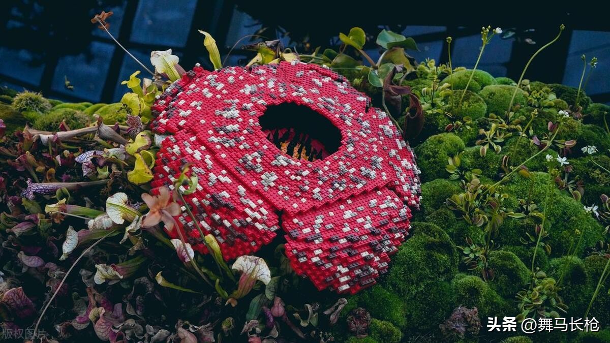 霸王花植物气味,世界上奇臭无比的霸王花