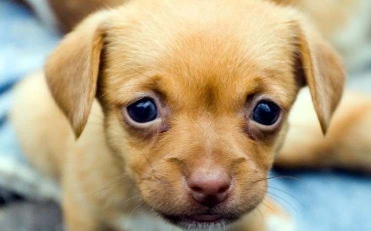 狗狗晚上眼睛看不清是怎么回事,狗狗眼睛有问题用什么药