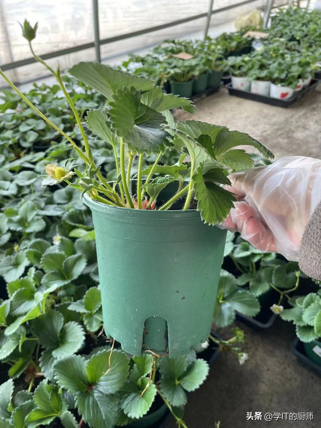 种植水果怎么开网店赚钱,发展特色水果种植带动老百姓增收