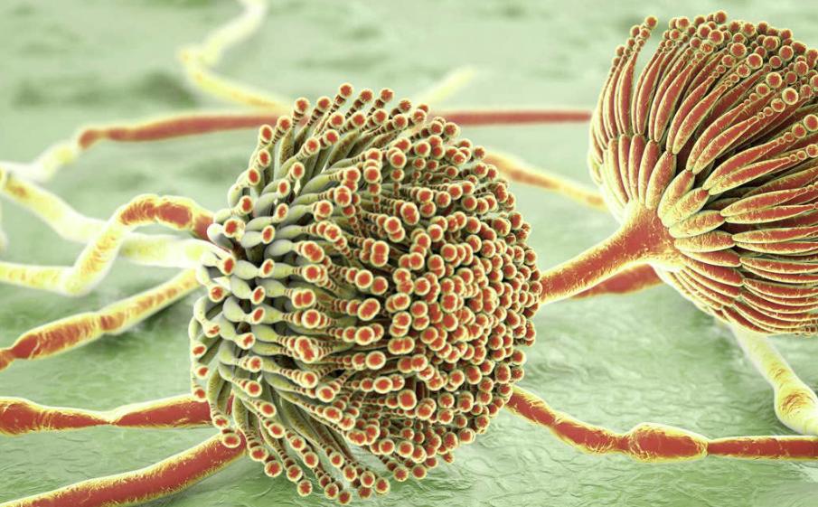 喝普洱茶等于自杀？一克普洱熟茶含五亿霉菌，普洱茶到底能不能喝