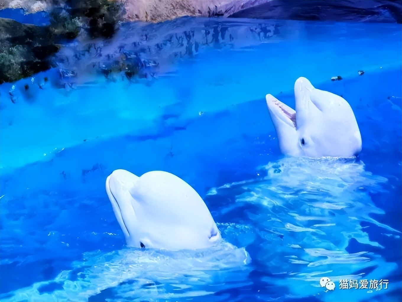 青岛过年遛娃好去处,青岛遛娃圣地