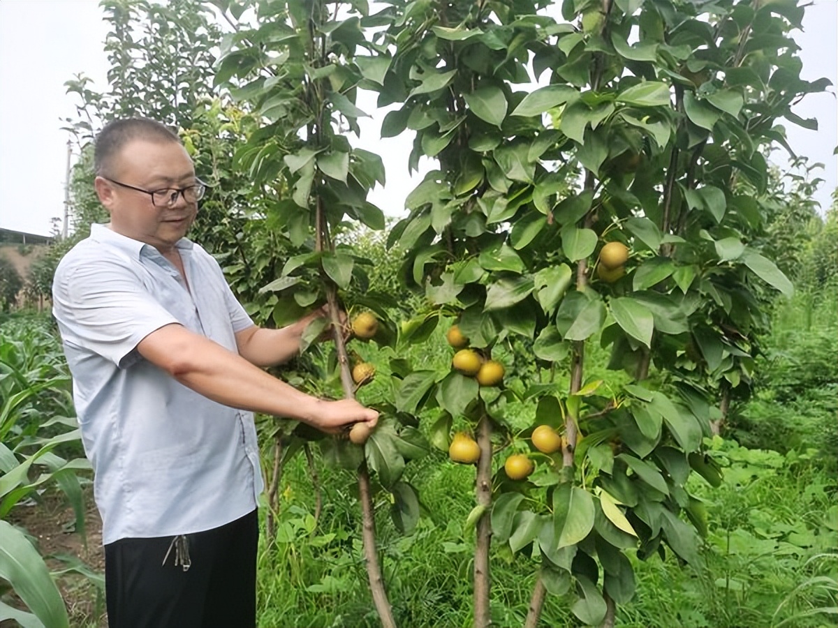 河南地区种养结合循环农业,河南宝丰一乡一业打造精品农业