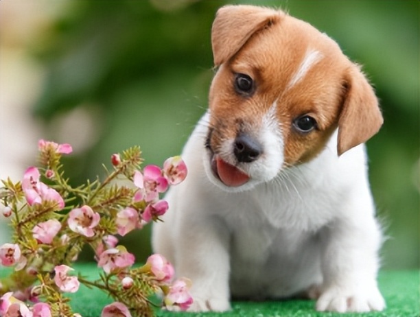 狗狗老是舔自己脚怎么回事,狗爱舔别的狗狗的尿