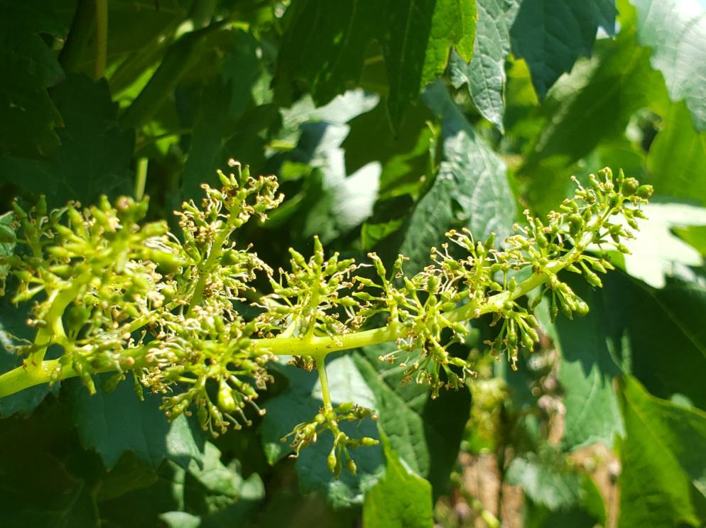 蛇龙珠烟台张裕卡斯特酒庄,张裕卡斯特酒庄蛇龙珠干红葡萄酒
