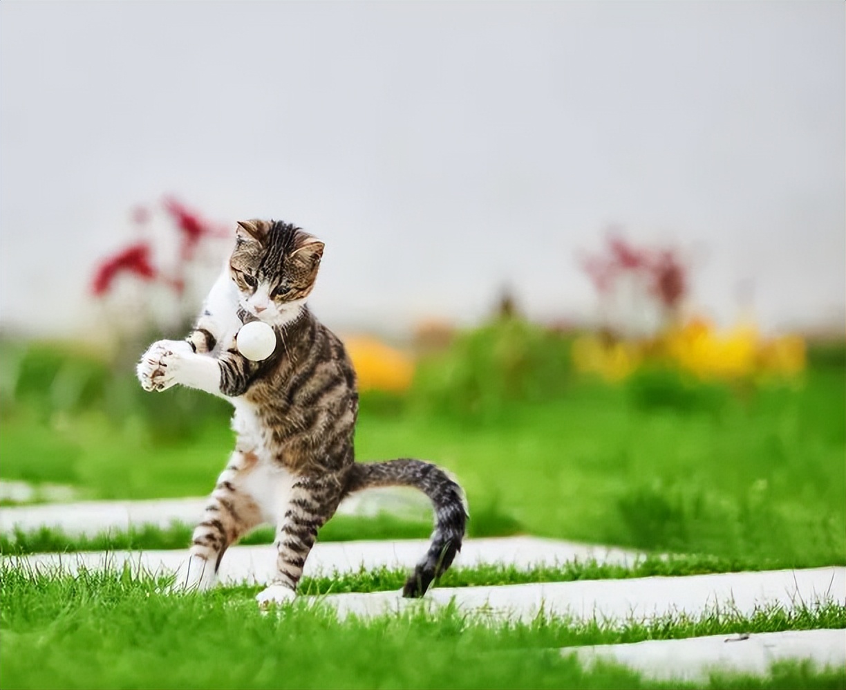 养猫指南入门,猫怎么养最全的新手养猫攻略