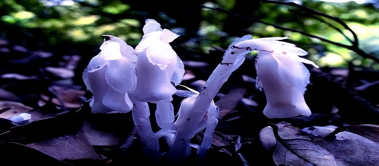 冥界之花为什么叫起死回生的仙草,大量出现冥界之花的预兆