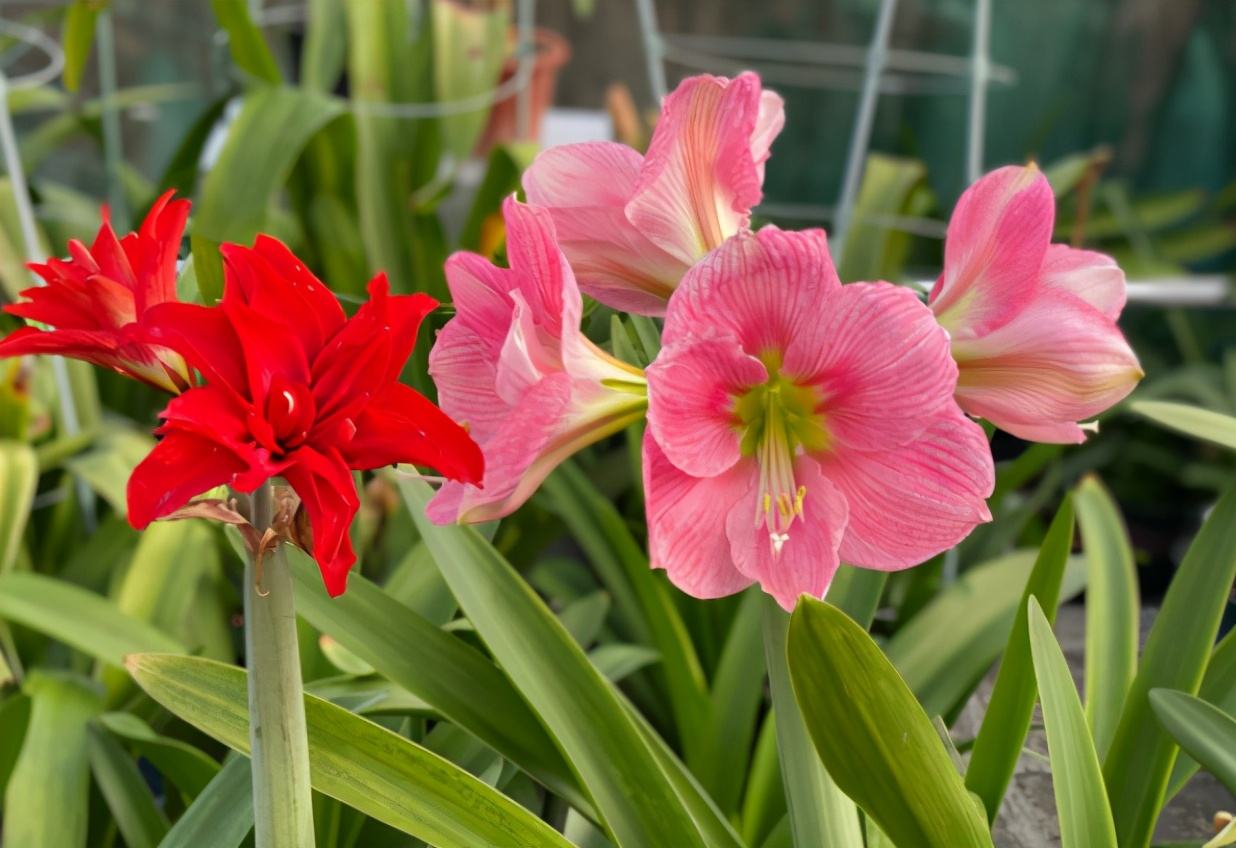 散文母亲视频,乡土散文母亲是一本书