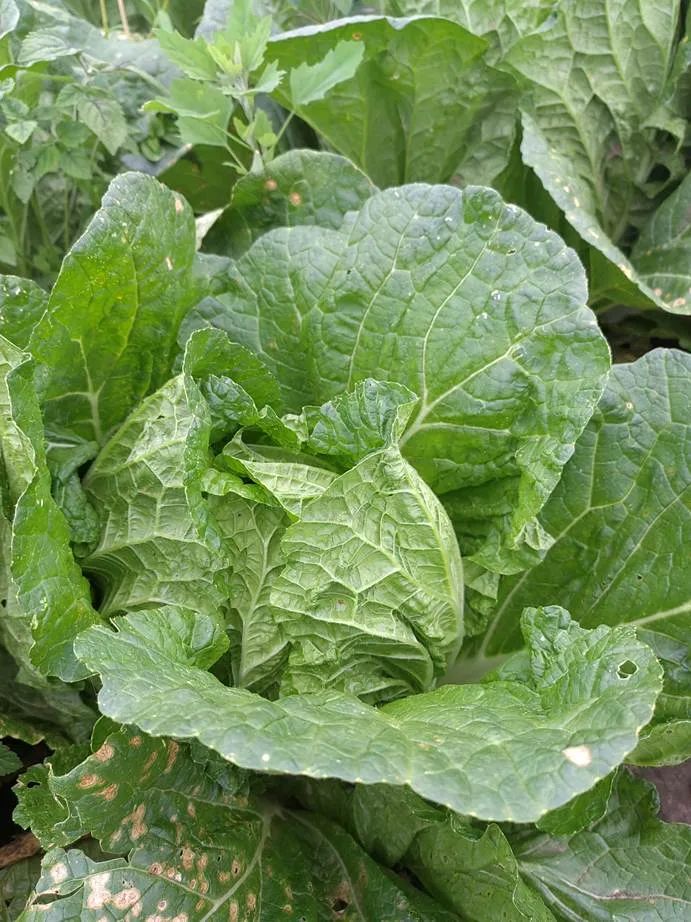 灏忓ぉ灞遍夯鐢板箔鏅尯浜戞捣,楹荤敯宀皬澶╁北璺ソ璧颁箞