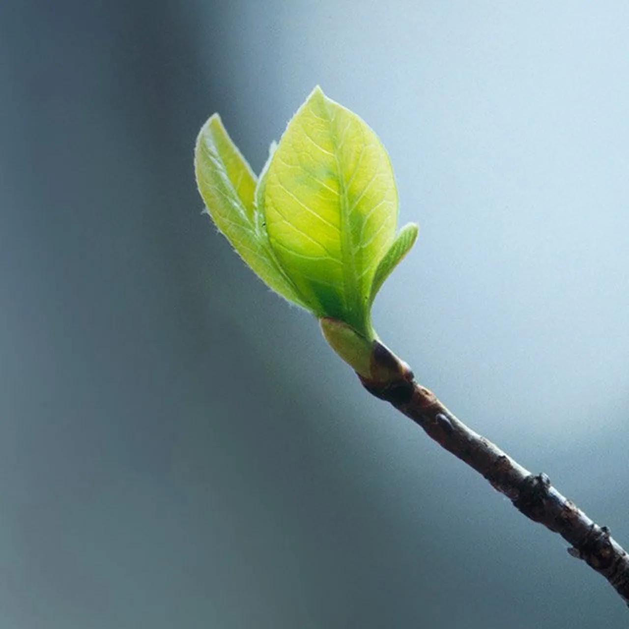 关于立春的诗词精选10首,立春的诗句20首