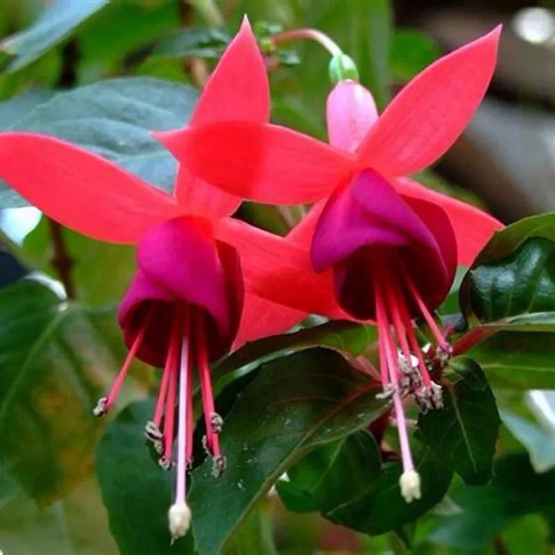 倒挂金钟花图片大赏,开单放鞭炮庆祝图片图文