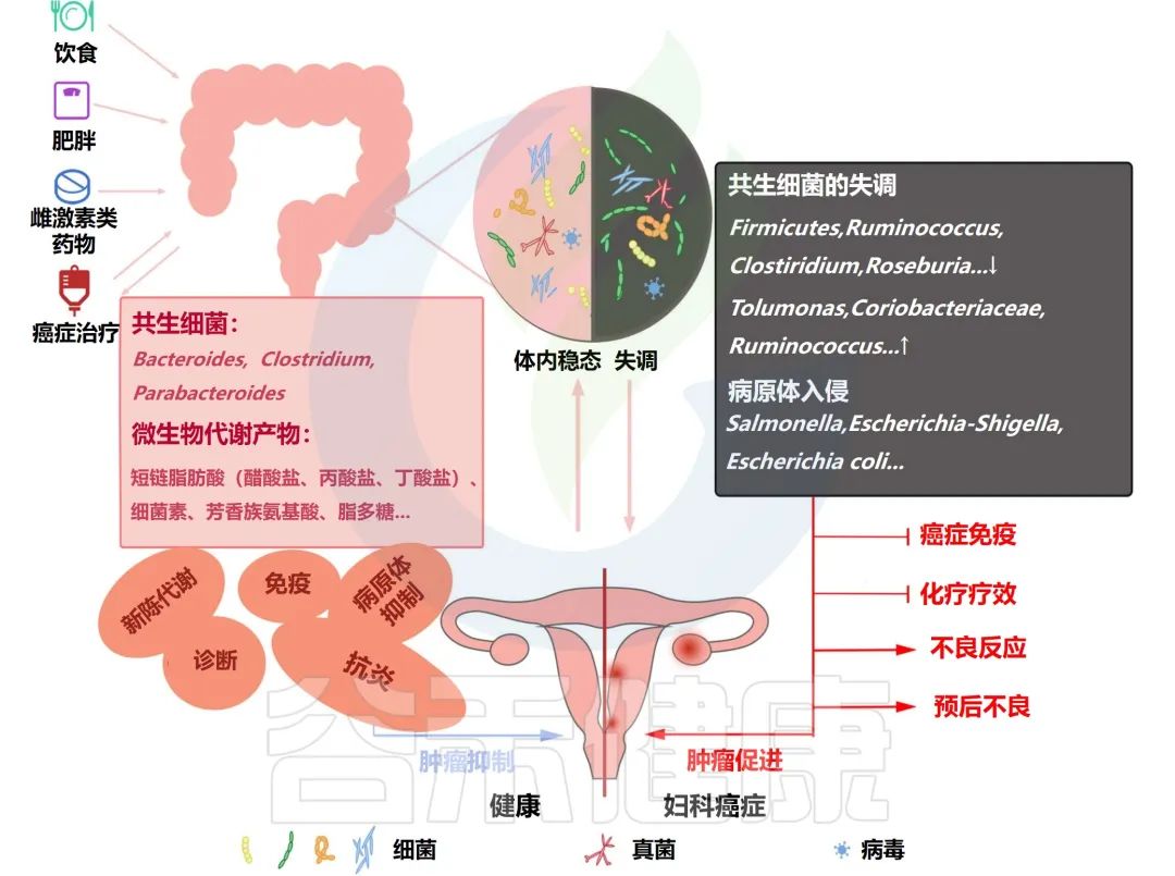 肠道菌群与癌症,妇科肠道菌群失调会自愈吗