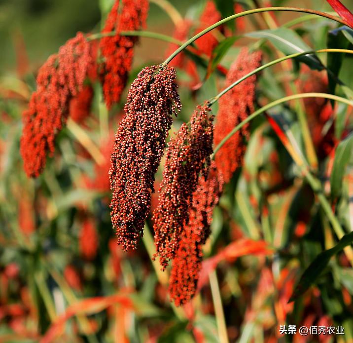洋河酒天之蓝和梦之蓝哪个贵,洋河梦之蓝与同档次的酒对比