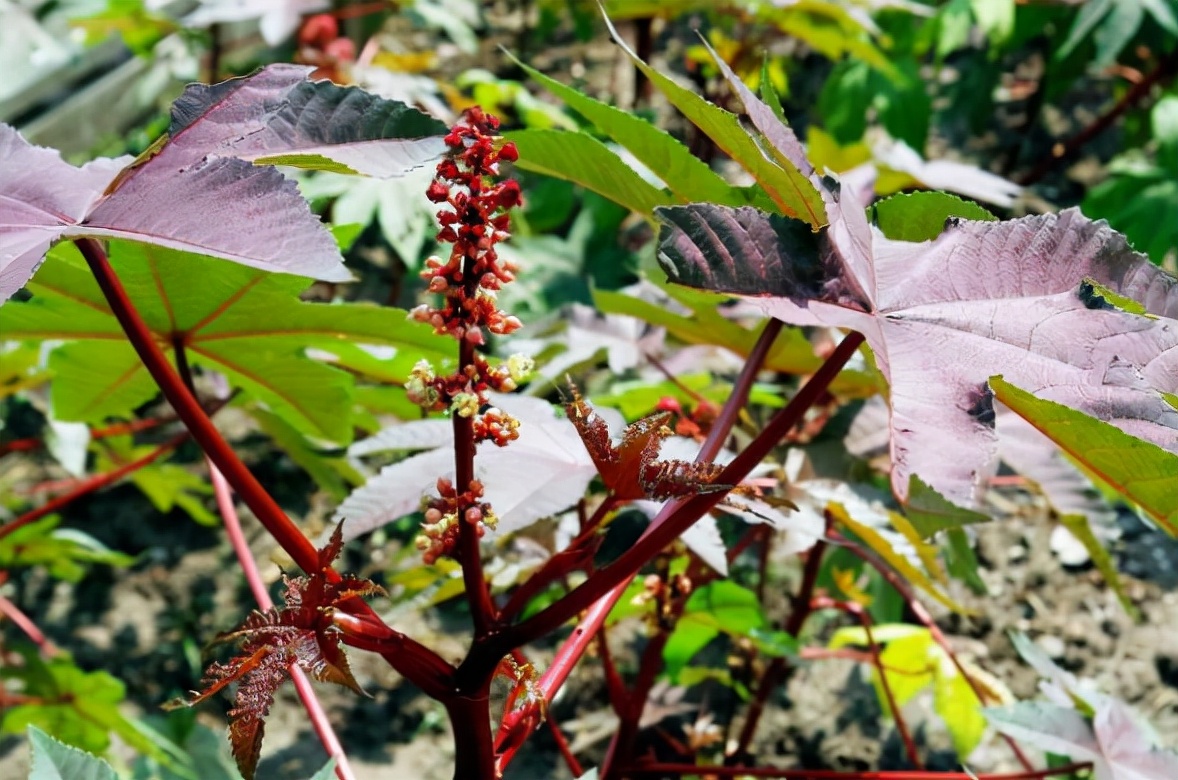 蓖麻子真的有剧毒吗,野生蓖麻的毒害