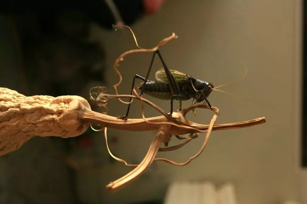 养猫养狗都养不活,养狗养猫养蜘蛛