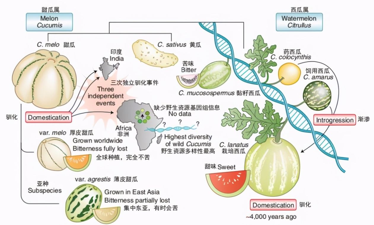 沙漠有西瓜为什么无人敢吃,沙漠里有西瓜为何没有人去吃
