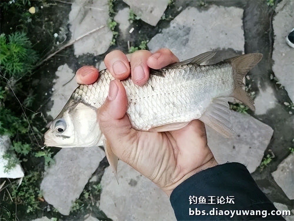 钓鱼王大鲫饵料是什么香味,钓鱼王大鲫和本味有什么区别