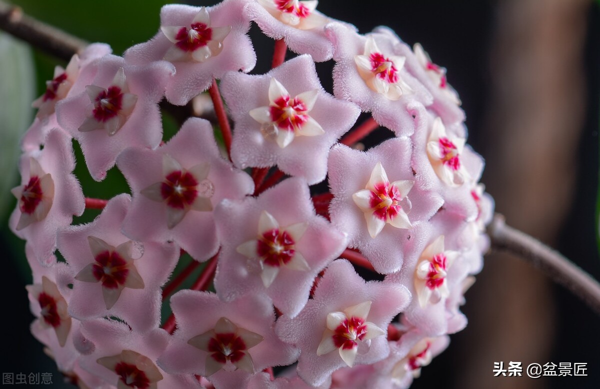 养球兰最好的土,球兰咋养